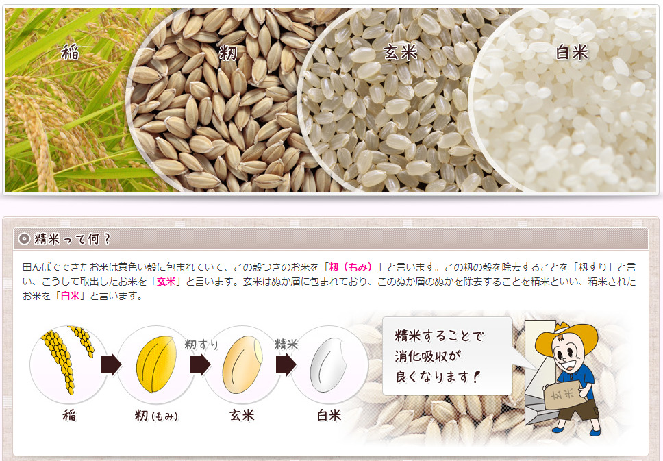 稲の収穫から白米まで